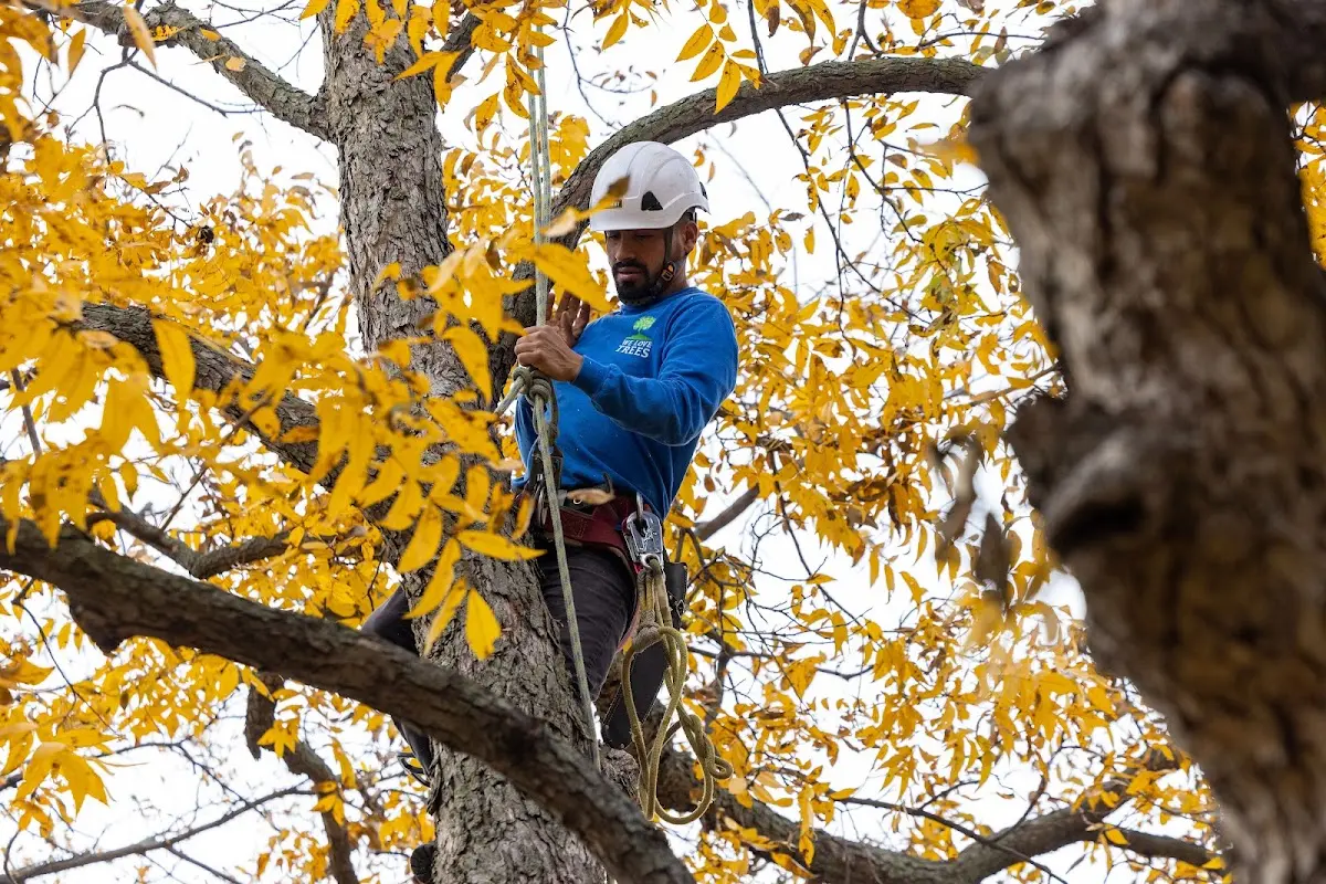 Skilled Tree Trimming crew working in Juneau